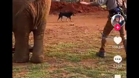 🐘 Big, Bold, and Hilariously Adorable! 🌿✨ | Adorable Elephant | Baby Elephant