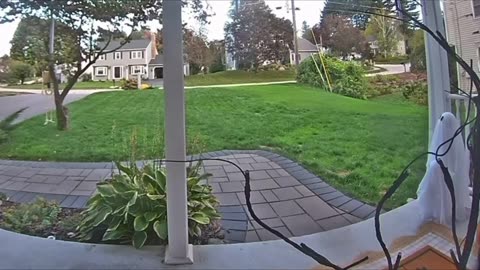 Skunk Just Wants to Play