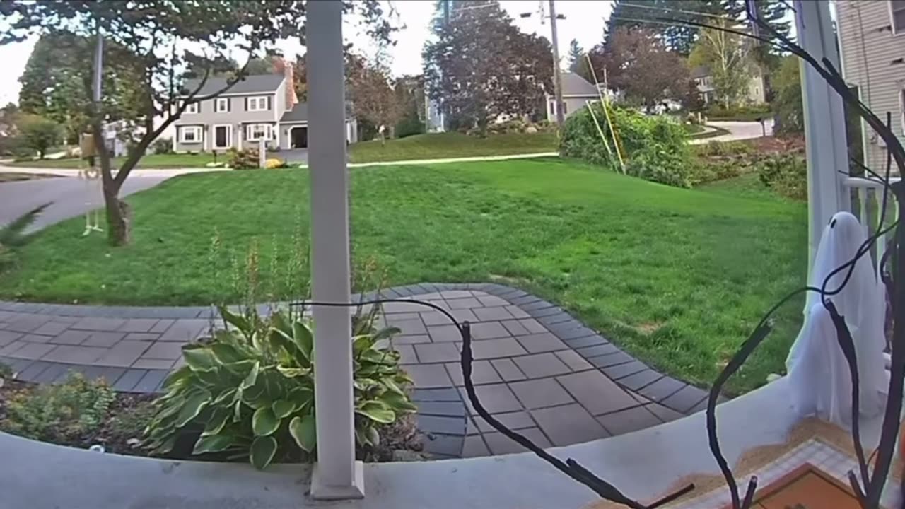 Skunk Just Wants to Play
