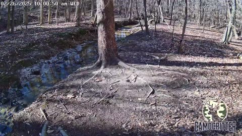 CamoCritter Critter Cam Live Stream