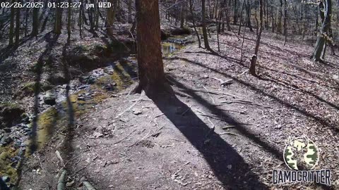 CamoCritter Critter Cam Live Stream