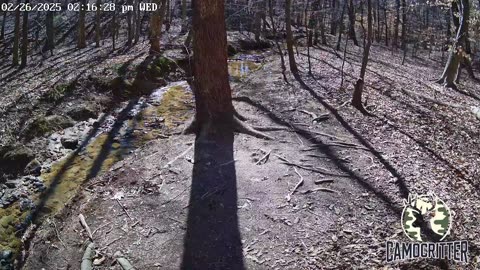 CamoCritter Critter Cam Live Stream