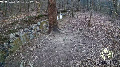 CamoCritter Critter Cam Live Stream