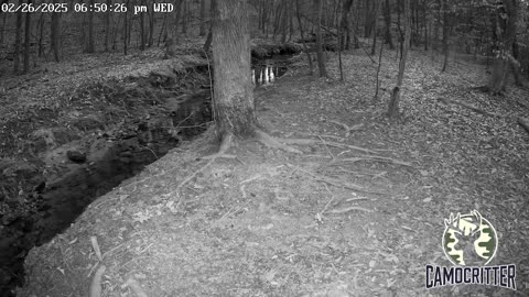 CamoCritter Critter Cam Live Stream