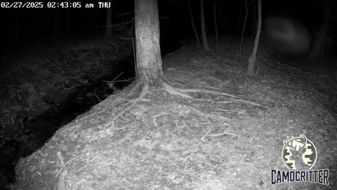 CamoCritter Critter Cam Live Stream