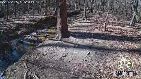 CamoCritter Critter Cam Live Stream