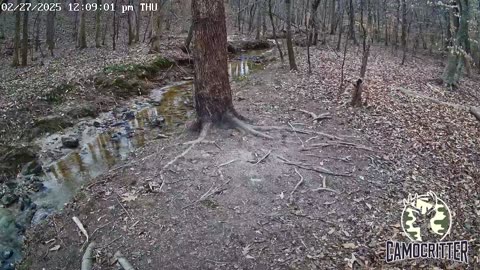 CamoCritter Critter Cam Live Stream