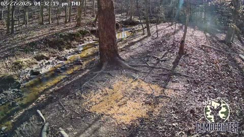 CamoCritter Critter Cam Live Stream