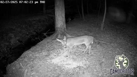 CamoCritter Critter Cam Live Stream