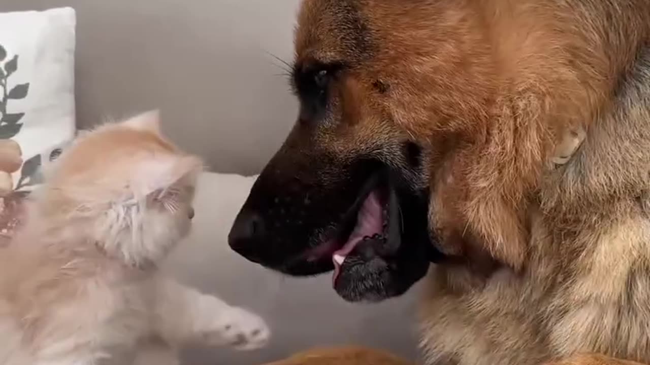 Fluffy Love