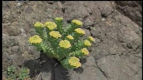 Japan NHK September 16, 2001 1100am-1130am JST