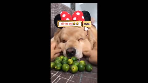 2025 Funniest Cats and Dogs Memes Try Not to Laugh Challenge