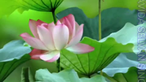 குழந்தைக்காக டிஎம்எஸ் ஐயா பாடிய தனி பாடல் VOL 7. SINGAPORE TMS FANS M.THIRAVIDA SELVAN SINGAPORE