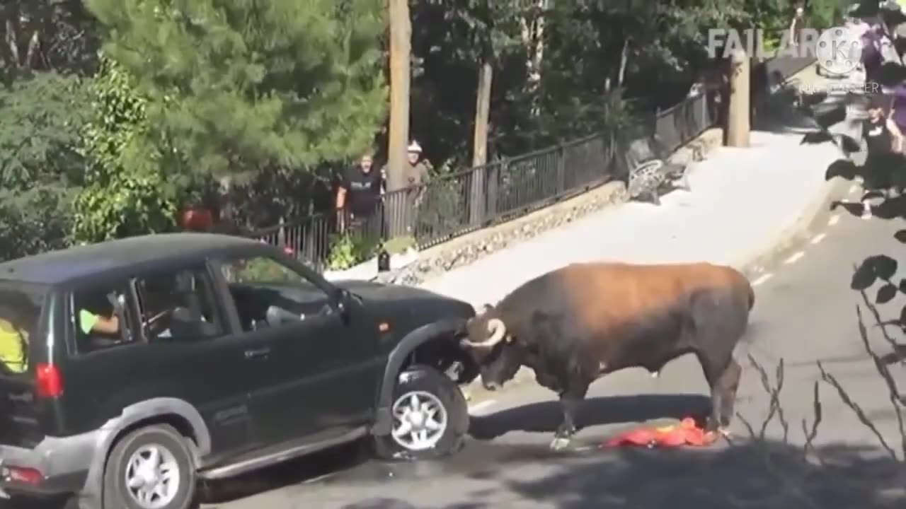 Cow Collides with Car on Busy Street”