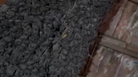 Hundreds Of Bats Found In Photography Studio Ceiling