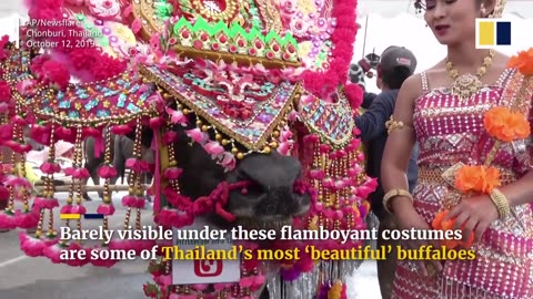 🐃🏆 You Won't Believe These Buffalo Pageants! | FunFM