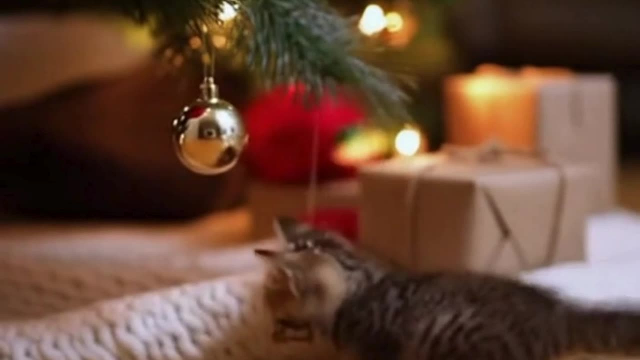 🐱🎄 My Cat Is Completely Obsessed With Christmas… And It’s Adorable ❤️✨