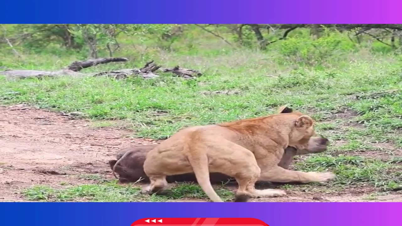 Heartbreaking Moment – Lioness Kills Warthog as Piglets Watch!
