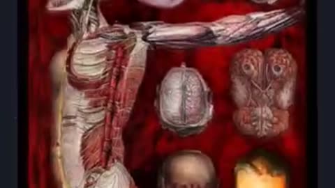Septic Placenta-"Drowning In A Pool Of Abscess"(2025/Gorenoise/Goregrind)