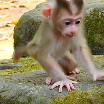 Beautiful monkey Lily learn walking 🐒