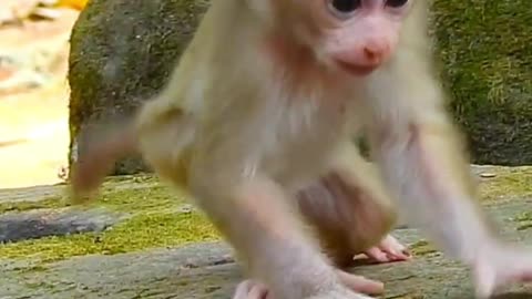 Beautiful monkey Lily learn walking 🐒