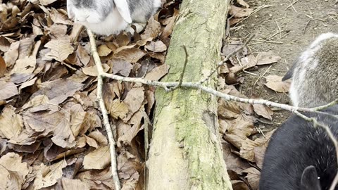 Lop Bunny in Crunchy Leaves (Relaxing Clip)