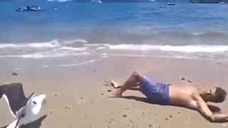 😂🐦 Seagull's Unexpected Move! Couldn't Hold It In! | FunFM