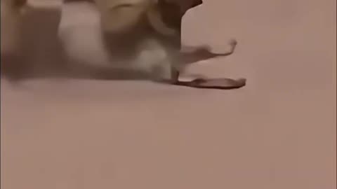 *"Fast and Furry" runs through the desert.*