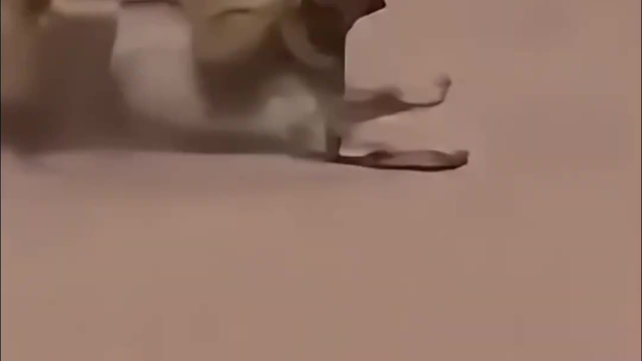 *"Fast and Furry" runs through the desert.*