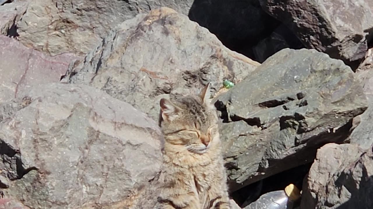 Kitten Sunbathes at the Beach