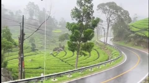 Rain in the middle of a stunning natural tea plantation