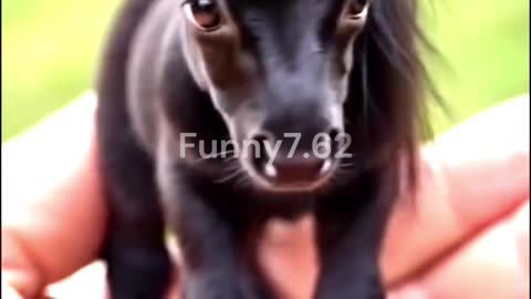 World’s smallest horse ever