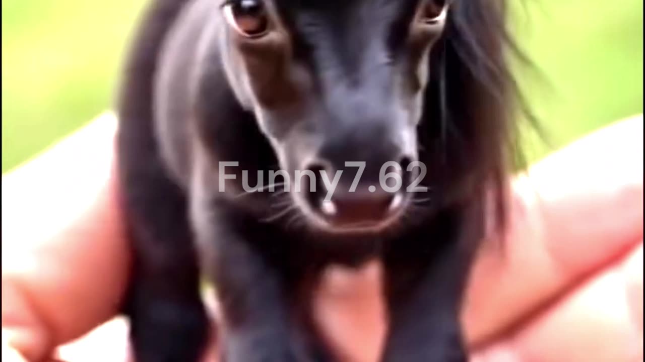 World’s smallest horse ever