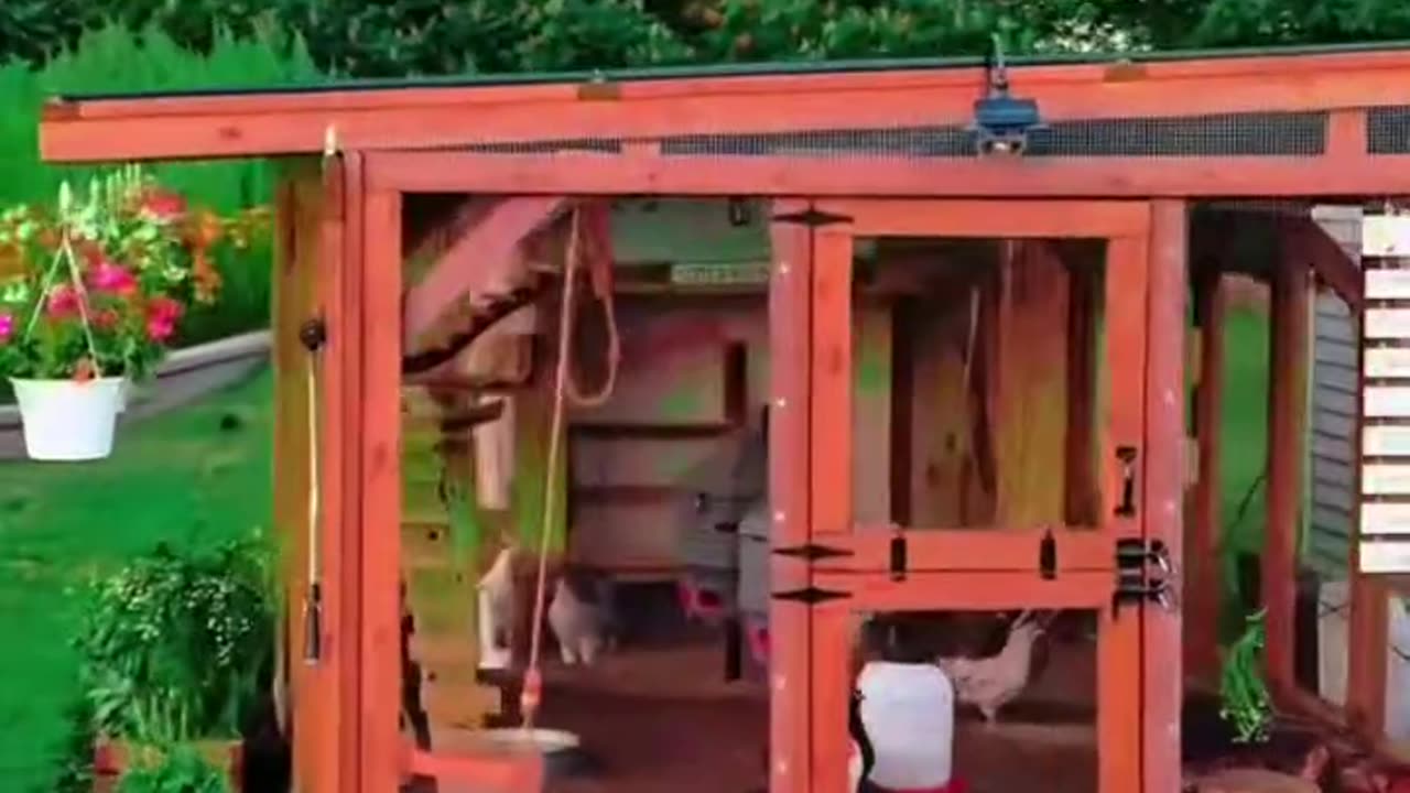 this is what happens when you say "let's just get a few chickens"