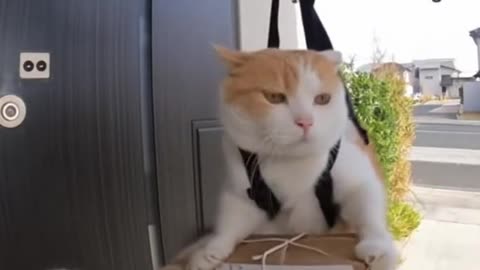 Cat is Delivering
