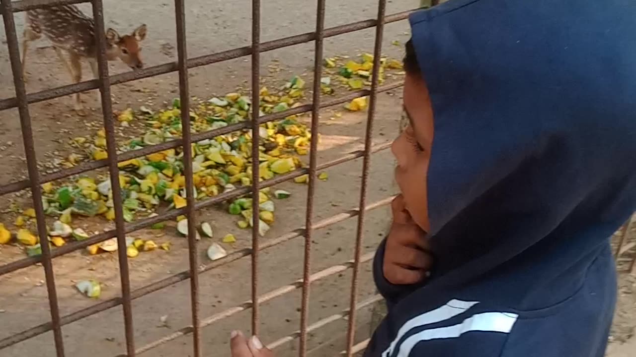 Ayan is feeding deers