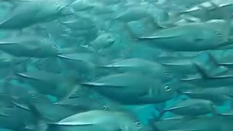 Disturbing Migalodon Sighting