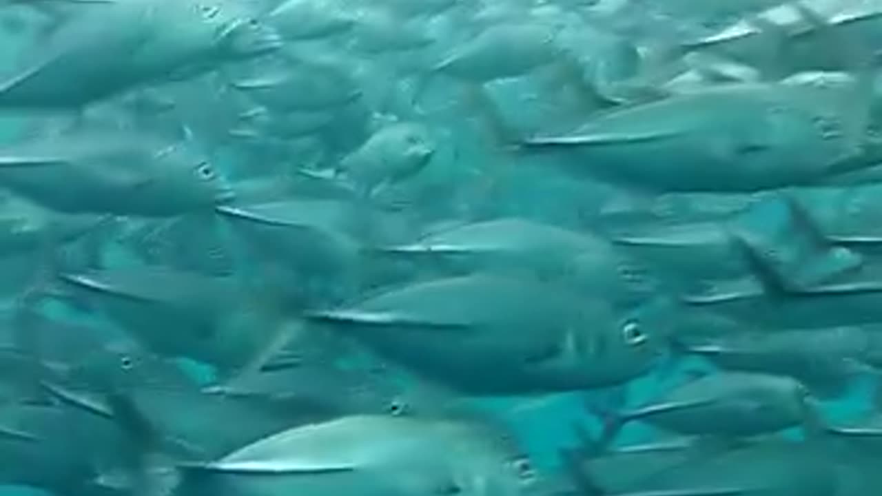 Disturbing Migalodon Sighting