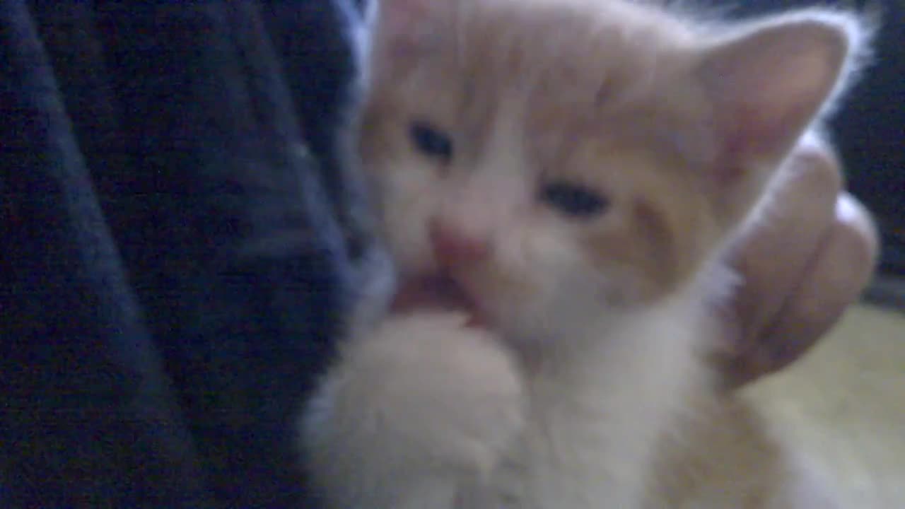 feed the kitty