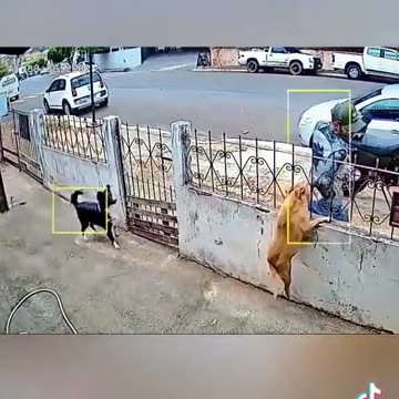 Bad or good dog!! 🐕🤣🤣🤣🤣🤣