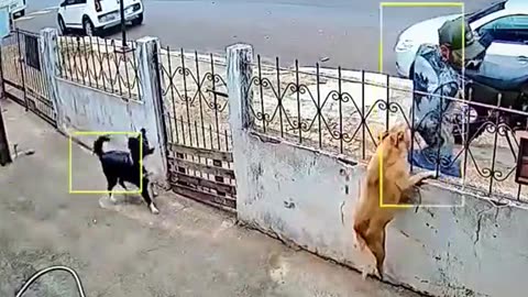 Bad or good dog!! 🐕🤣🤣🤣🤣🤣