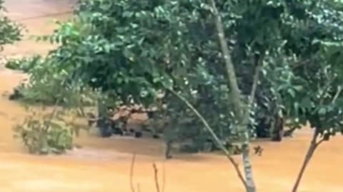 KATASTROFÁLNÍ POVODNĚ VE VIETNAMU 8.10.2025