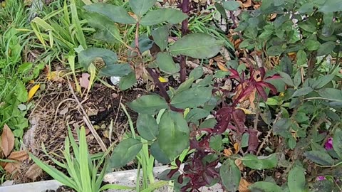 "Garlic. Breathe with it into you're deepest lungs."