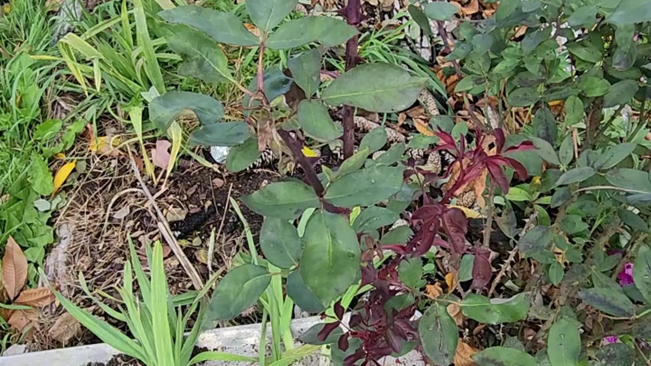 "Garlic. Breathe with it into you're deepest lungs."