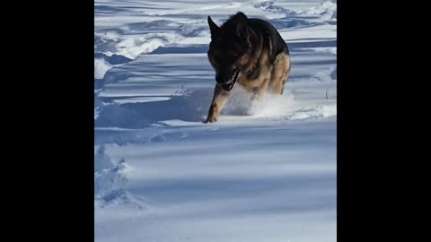 Virgil german shepherd.