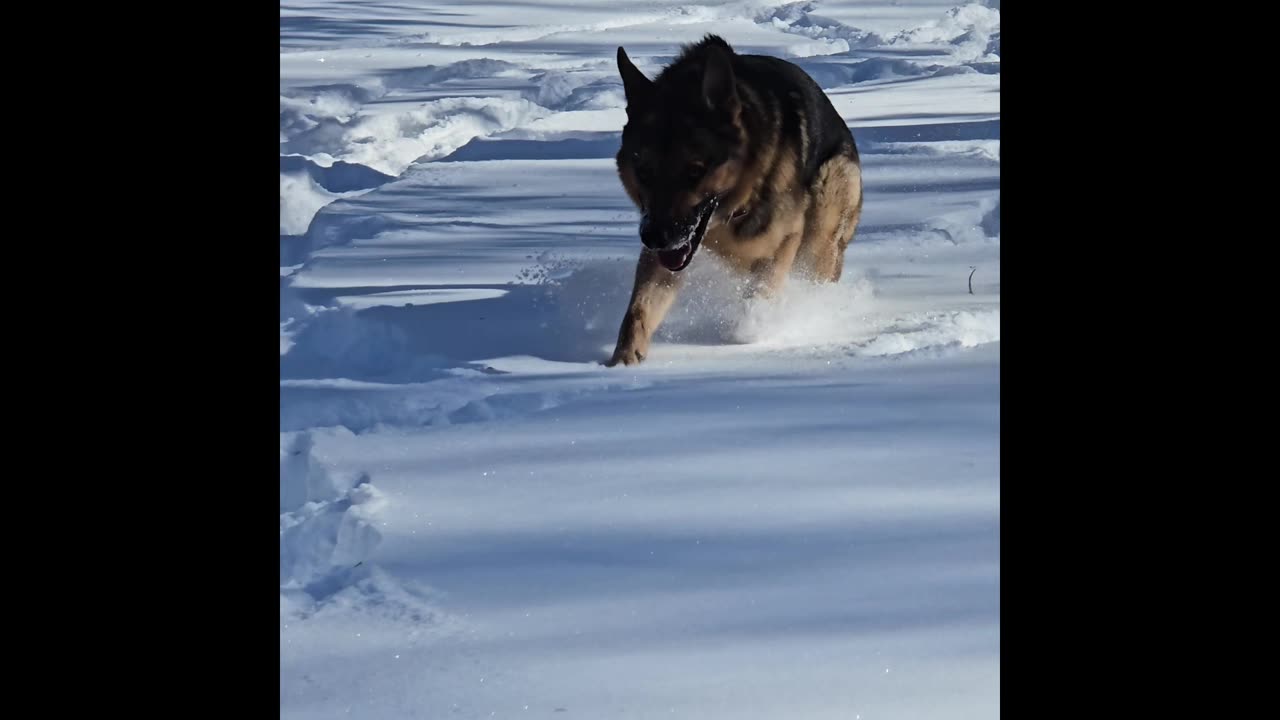 Virgil german shepherd.