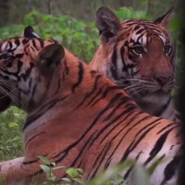 Chilling enjoying the great outdoors