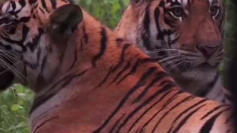 Chilling enjoying the great outdoors