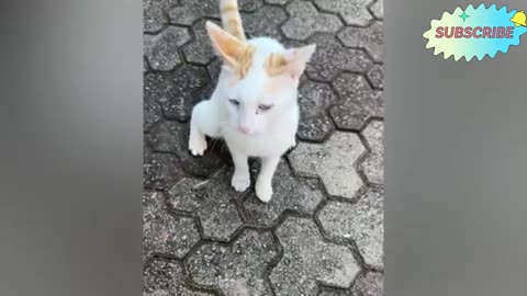 Funny Video Part-8