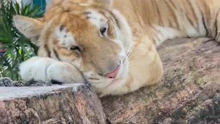 🤯🧠 You Have a Tiger Inside! Watch This Wild Reveal | FunFM